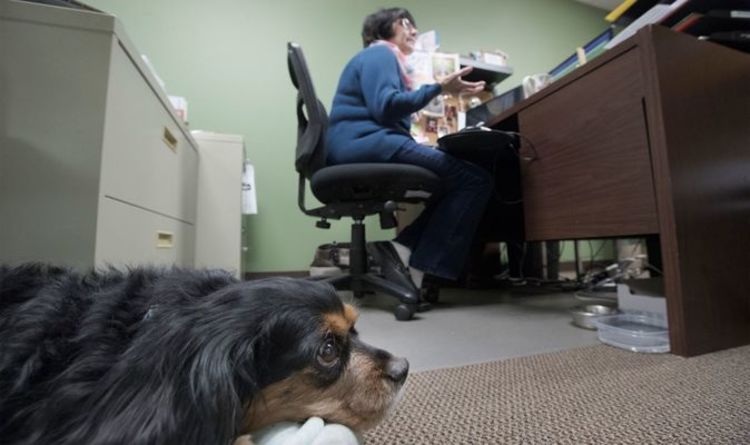 Animaux de compagnie au travail: la RSPCA exhorte les bureaux à être plus respectueux des chiens après le verrouillage