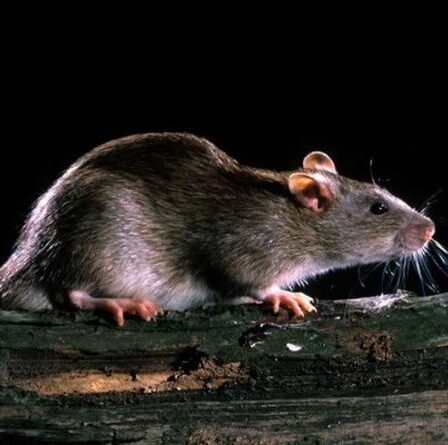 Attaque de rat !  Un rongeur fait paniquer les politiciens à son entrée au parlement en Espagne