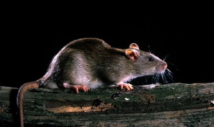 Attaque de rat !  Un rongeur fait paniquer les politiciens à son entrée au parlement en Espagne