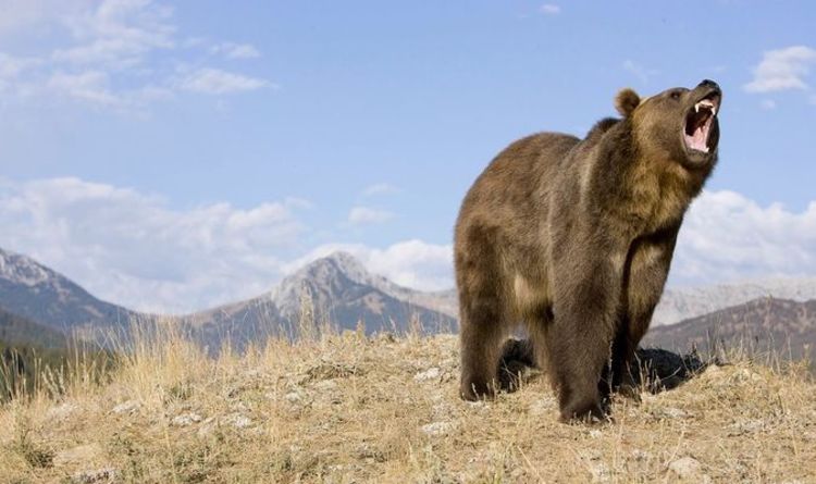 Attaque d'ours d'Ovando : une campeuse traînée hors d'une tente et tuée par un grizzly dans le Montana