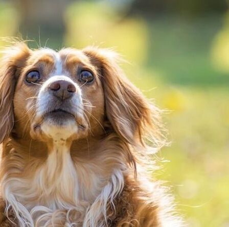 Avertissement de chien après que Cocker Spaniel se soit fait mordre par une vipère - comment lui sauver la vie