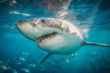 Avertissement de grand requin blanc – des bêtes tueuses pourraient se diriger vers le Royaume-Uni alors que les eaux se réchauffent