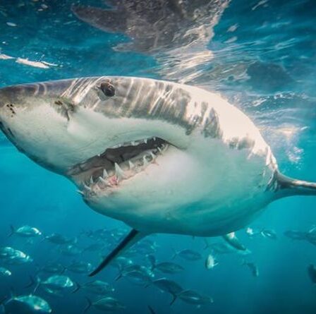 Avertissement de grand requin blanc – des bêtes tueuses pourraient se diriger vers le Royaume-Uni alors que les eaux se réchauffent