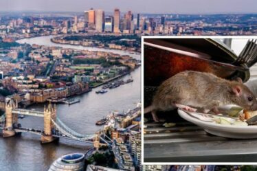 Avertissement sur les rats: des parasites « rincés » envahissent les maisons britanniques – des « risques pour la santé » identifiés par des experts