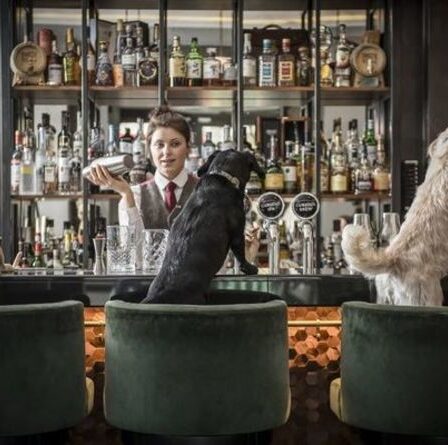 Bravo à cela : le bar à cocktails de Londres crée une carte de cocktails adaptée aux chiens