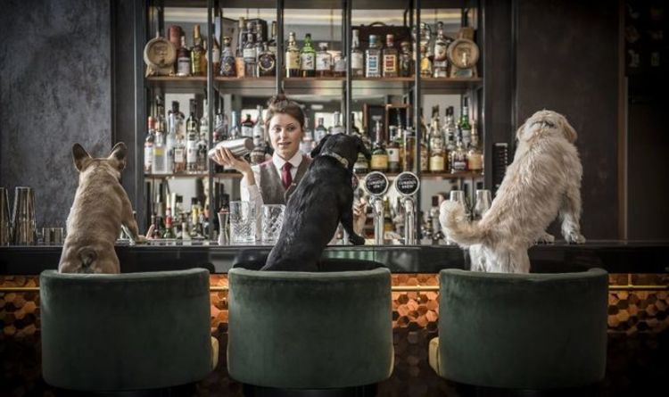 Bravo à cela : le bar à cocktails de Londres crée une carte de cocktails adaptée aux chiens