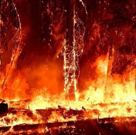 Cartographie des incendies de forêt aux États-Unis : incendies de forêt apocalyptiques - où sont les incendies maintenant ?