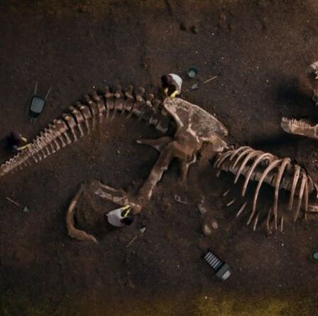 C'est pourquoi il faut être bon en maths si l'on veut travailler avec les dinosaures