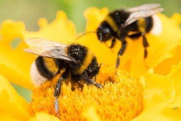 Comment aider les abeilles épuisées - la vérité derrière l'affirmation de l'eau sucrée
