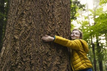 Comment calculer l'âge d'un arbre vivant en tant qu'activité amusante pour les vacances d'été