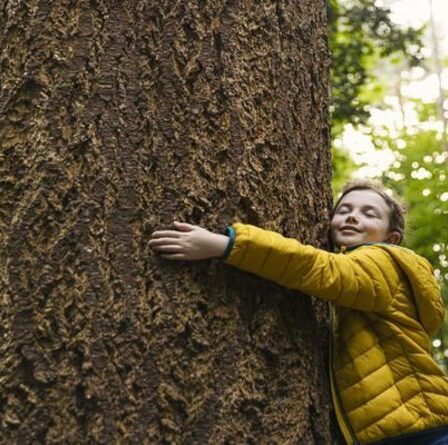 Comment calculer l'âge d'un arbre vivant en tant qu'activité amusante pour les vacances d'été