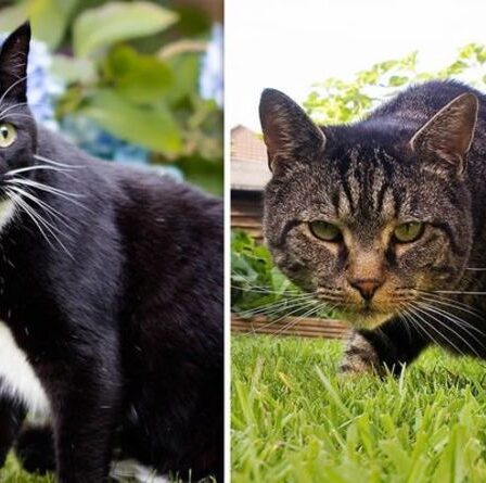 Comment dissuader les chats d'entrer dans votre jardin - 8 conseils simples pour empêcher les félins d'entrer