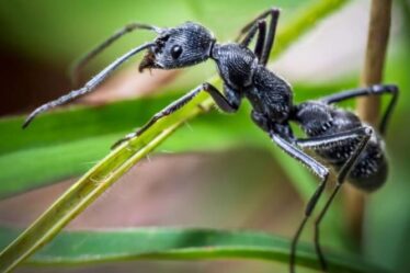 Comment éloigner les fourmis de votre jardin en été - les meilleurs conseils pour un espace sans fourmis