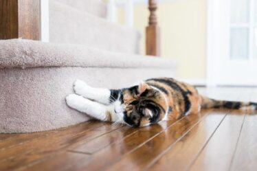 Comment empêcher les chats de gratter votre tapis - pourquoi les chats grattent et 4 façons de l'arrêter