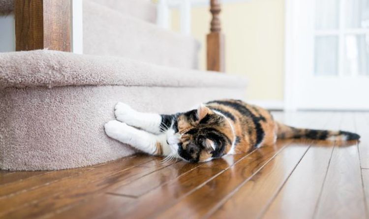 Comment empêcher les chats de gratter votre tapis - pourquoi les chats grattent et 4 façons de l'arrêter