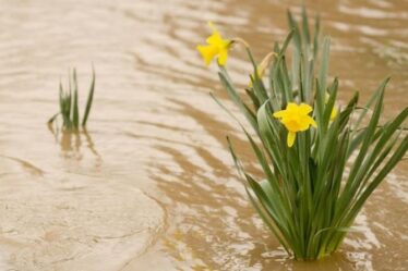 Comment éviter que vos parterres de fleurs ne soient gorgés d'eau en période de fortes pluies
