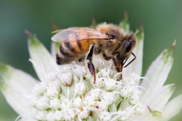 Comment savoir si une abeille est fatiguée ou en train de mourir