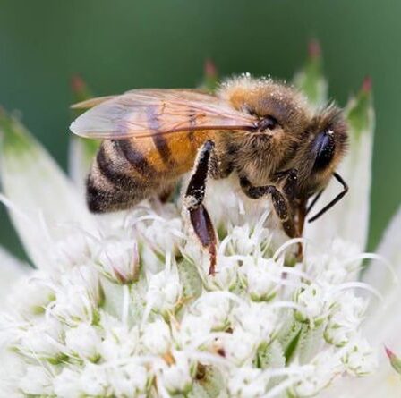 Comment savoir si une abeille est fatiguée ou en train de mourir