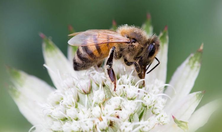 Comment savoir si une abeille est fatiguée ou en train de mourir