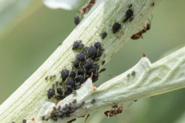 Comment se débarrasser de la mouche noire sur les haricots d'Espagne - 3 conseils de jardinage