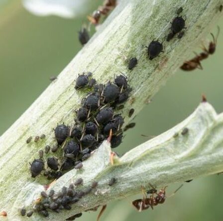 Comment se débarrasser de la mouche noire sur les haricots d'Espagne - 3 conseils de jardinage