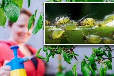 Comment se débarrasser de la mouche verte sur les plantes - 5 conseils clés pour tuer les pucerons
