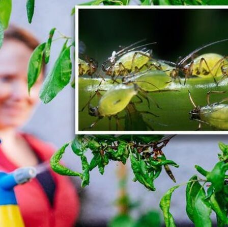 Comment se débarrasser de la mouche verte sur les plantes - 5 conseils clés pour tuer les pucerons