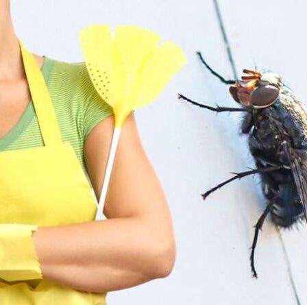 Comment se débarrasser des mouches de la maison - les 3 astuces clés pour éliminer les mouches embêtantes