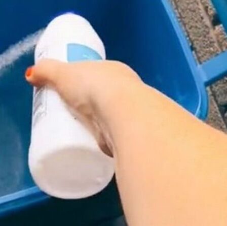 Comment se débarrasser des mouches indésirables dans les poubelles à roulettes pendant la canicule