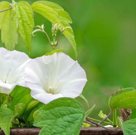 Comment se débarrasser du liseron - six conseils pour entretenir un jardin parfait