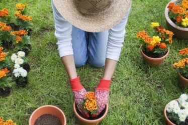 Conseils de jardinage : CINQ façons de prévenir les douleurs au genou pendant le jardinage