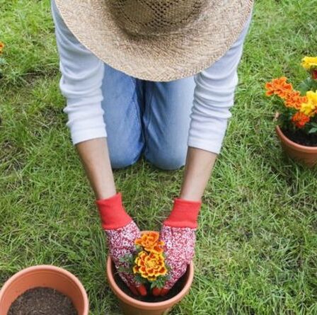 Conseils de jardinage : CINQ façons de prévenir les douleurs au genou pendant le jardinage