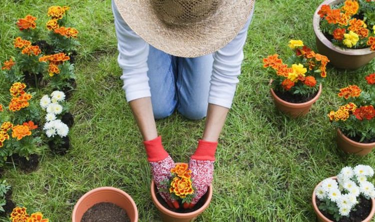 Conseils de jardinage : CINQ façons de prévenir les douleurs au genou pendant le jardinage