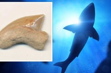 Des archéologues déconcertés par de mystérieux fossiles de requins vieux de 80 millions d'années découverts à Jérusalem