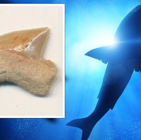 Des archéologues déconcertés par de mystérieux fossiles de requins vieux de 80 millions d'années découverts à Jérusalem