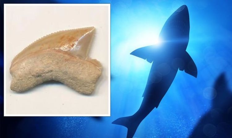Des archéologues déconcertés par de mystérieux fossiles de requins vieux de 80 millions d'années découverts à Jérusalem