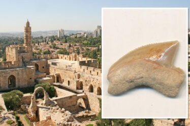 Des paléontologues déconcertés par un mystérieux trésor de dents de requin découvert dans l'ancienne Jérusalem