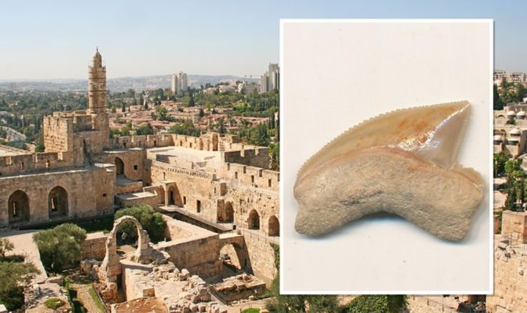 Des paléontologues déconcertés par un mystérieux trésor de dents de requin découvert dans l'ancienne Jérusalem