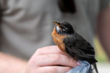 Des scientifiques perplexes alors qu'une maladie mystérieuse fait soudainement tomber des milliers d'oiseaux