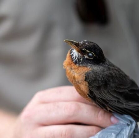 Des scientifiques perplexes alors qu'une maladie mystérieuse fait soudainement tomber des milliers d'oiseaux