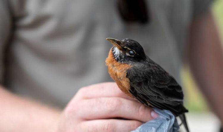 Des scientifiques perplexes alors qu'une maladie mystérieuse fait soudainement tomber des milliers d'oiseaux