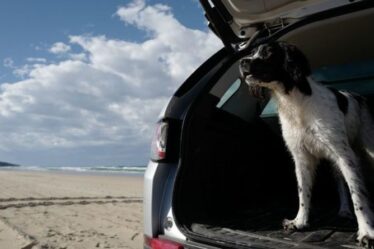 Des vacances sans votre chien ?  Certainement pas!  6,3 millions de cabots se préparent à rompre avec leurs propriétaires au Royaume-Uni cette année
