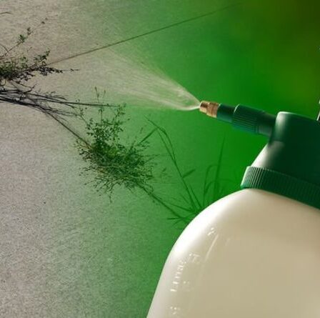 Désherbant DIY : Comment enlever les mauvaises herbes entre les pavés avec seulement deux ingrédients