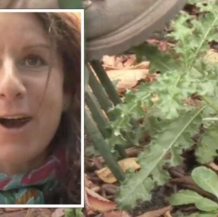 « Enlevez-les entièrement ! » Un expert en jardinage partage un hack pour éliminer les mauvaises herbes vivaces