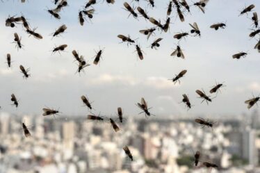 Est-ce le jour de la fourmi volante ?  Des insectes ailés s'envolent dans le ciel britannique pour un vol nuptial