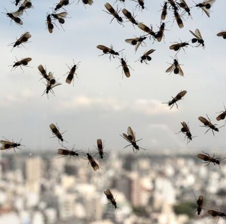 Est-ce le jour de la fourmi volante ?  Des insectes ailés s'envolent dans le ciel britannique pour un vol nuptial