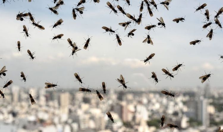 Est-ce le jour de la fourmi volante ?  Des insectes ailés s'envolent dans le ciel britannique pour un vol nuptial