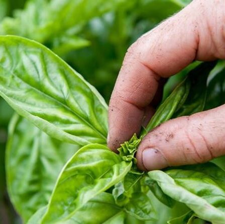 « Évacuer l'énergie ! » Un expert en jardinage explique pourquoi « pincer » vos plantes est si vital