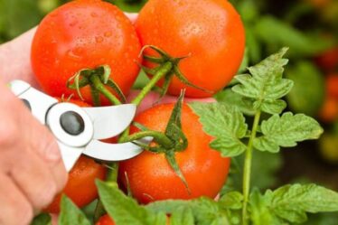 Faut-il tailler les plants de tomates ?  La variété que vous DEVEZ réduire