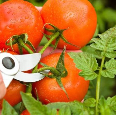 Faut-il tailler les plants de tomates ?  La variété que vous DEVEZ réduire